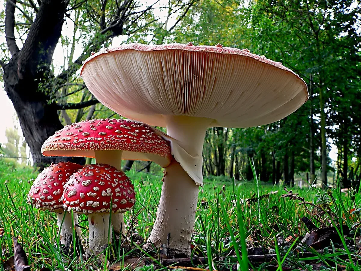 Fly agaric