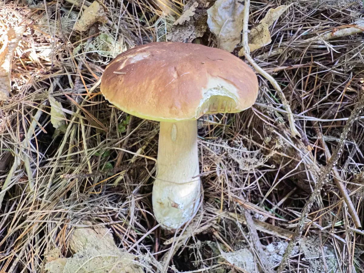 Cep