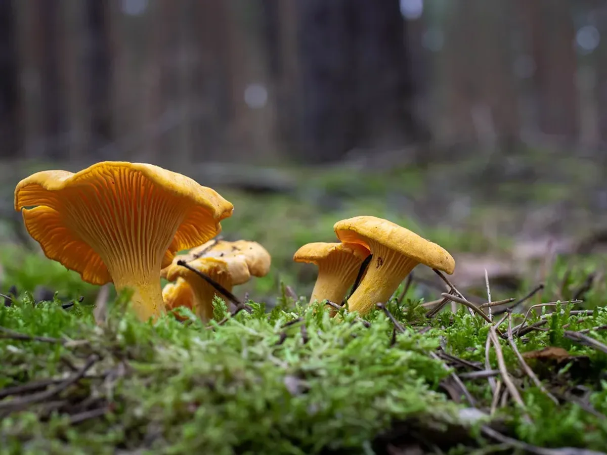 Chanterelle